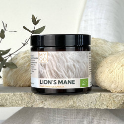 Soplówka jeżowata - Lion's mane - Hericium